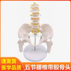 人体脊柱模型五节腰椎带盆骨脊椎骨神经女性骨盆骶骨尾骨腰骨正骨