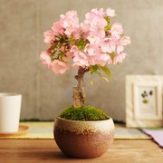 樱花树苗盆栽矮化小微盆景室，内外桌面迷你花卉绿植物阳台办公室花
