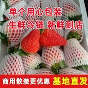 云南草莓新鲜四季大草莓商用10斤散装基地直发茶饮烘焙烧仙草