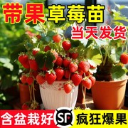 特大草莓苗秧盆栽带果四季结果冬季红颜玄玉草莓苗室内阳台绿植物