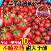 正宗现摘千禧圣女果5斤小番茄新鲜水果，当季自然熟蔬菜西红柿生