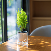 香松创意盆栽圣诞树耐阴绿植办公室内桌面摆件，趣味淡香水培好养活