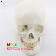 mtg003标准头骨模型美术医学艺用头骨头颅骨标本模型m