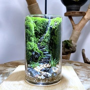 步步高升生态瓶苔藓创意，微景观学生作业，diy手工造景绿植物办公室