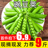 新鲜现摘豌豆荚湖北农家，当应季蔬菜豌豆角带壳青甜豆9斤弯豆