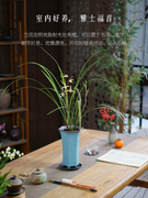 细带盆客厅高端栽好茶室，中式叶寒兰国兰盆景植物，书房兰花盆栽桌面