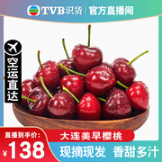 tvb识货专属大连美早樱桃，新鲜国产现摘车厘子，水果大樱桃