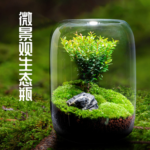 生命之树创意桌面苔藓微景观成品盆景好养鲜活绿植生态瓶盆栽