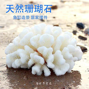 天然白珊瑚菜花鹿角海螺贝壳拍照背景家居装饰鱼缸水族水晶消磁