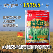 强筋冬小麦种子高产乐土小麦济麦22小麦种子矮秆抗倒大穗原种