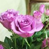 蓝紫色香水玫瑰花苗盆栽冷美人切花月季花苗四季阳台花园观花花卉