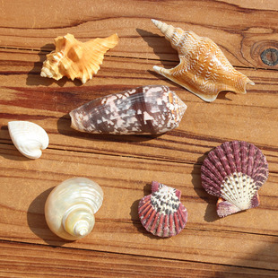 天然稀有海螺贝壳鱼缸造景布景客厅布置地中海装饰摆件送礼收藏
