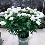 多季开大花浓香月季花苗伊芙婚礼之路纯白色玫瑰盆栽阳台观花植物