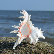 天然贝壳海螺超大千手螺菊花螺，鱼缸造景创意摆件地中海贝壳装饰品