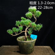 小型日本短针五针松五叶松盆景盆栽室内外绿植松树类