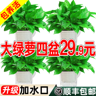 升级款luck除甲醛绿萝盆栽室内植物吸除甲醛绿箩新房装修绿植