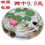 玻璃花瓶花盆水培花卉盆栽绿植，玻璃水养花瓶水仙，碗莲铜钱草花盆