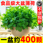 可食用薄荷盆栽特大号室内水培薄荷叶种籽迷迭香驱蚊绿植物好养活