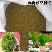 孜然种子 有机蔬菜种子阳台种植盆栽菜籽露地栽种四季易种调味料