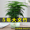 文竹盆栽盆景植物室内客厅花卉办公室，桌面绿植好养四季常青大(常青大)盆栽