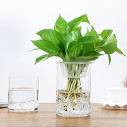 创意简约透明玻璃花瓶水培绿萝植物鲜花插花瓶客厅摆件器皿鱼缸