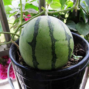 小西瓜种子黄壤迷你西瓜籽水果室外春季院室内阳台种盆栽瓜果种子