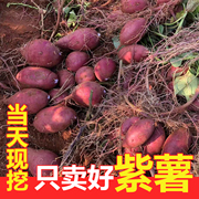 紫薯紫罗兰紫薯大果新鲜番薯地瓜农家红薯3斤中果紫心薯当季地瓜