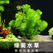 水草植物绿菊鱼缸真草冬季阴性蜈蚣草和鱼共养装饰摆件全套造景