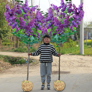 欧洲丁香花树苗浓香花卉盆栽室内外庭院别墅绿化风景植物四季开花