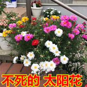 太阳花种子重瓣混色花卉四季易活室内外阳台庭院盆栽花草植物花籽