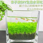 微景生态水草种子鱼瓶观创意，鱼缸玻璃瓶水培植种籽水草缸造景套餐