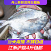 舟山鲳鱼新鲜白鲳鱼(白鲳鱼)银，鲳鱼大白鲳鲳鱼海鱼新鲜海鲜水产