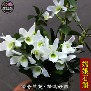 嫦娥石斛春石斛绿心白花口袋，情人石斛花期长室内盆栽花卉绿植