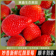 空运妙香草莓现摘酸甜新鲜草莓商用奶油草莓红颜草莓