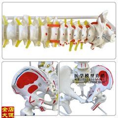 高档1 1人体脊柱模型成人正骨练习带颈椎腰椎椎间盘彩U色脊椎骨骼