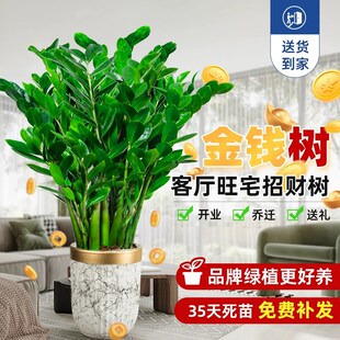 深圳金钱树办公室内植物大盆栽客厅好养花卉绿植招财乔迁同城配送
