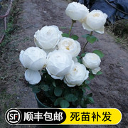 四季开大花浓香月季花苗，伊芙婚礼之路，纯白色玫瑰盆栽阳台观花植物