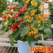 瀑布小番茄种子种籽圣女果樱桃西红柿种子四季盆栽蔬菜种子番茄种