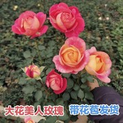 (带花苞)超大花美人玫瑰 钻石玫瑰黄玫瑰红玫瑰花盆栽四季开花