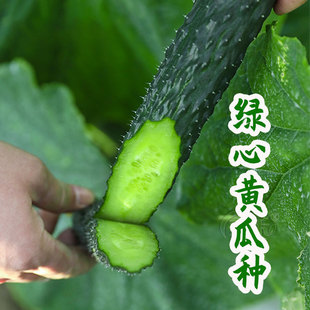 高产绿心黄瓜种子种籽苗秧大全，耐热夏季秋(夏季秋)蔬菜，水果孑子菜籽籽种秋