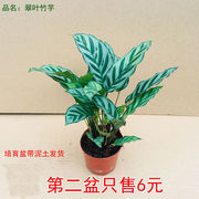 翠叶竹芋绿植盆栽室内好养的花卉观叶植物四季常青除甲醛净化空气