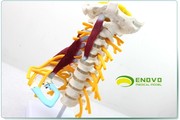 enovo颐诺医学人体颈椎模型臂丛，神经肌肉模型，人体骨骼标本模型