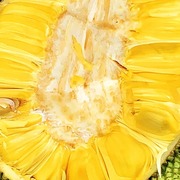 直播海南黄肉菠萝蜜，热带新鲜应季水果，10-40斤当季一整个