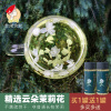 买1发2精挑茉莉花雪球2024浓香，飘雪云朵花茶叶花苞干花朵泡水