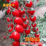 红圣女果种子高产千禧红樱桃番茄苗小西红柿四季水果阳台蔬菜种籽