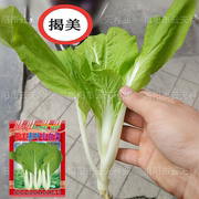 蔬菜种子 小白菜种子 潮汕高产好吃赤叶小白菜籽 菜籽 阳台园艺