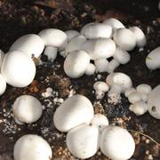 双孢菇蘑菇菌包食用菌包菌棒菇阳台口蘑蘑菇种植菌包