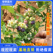 蓝莓树果苗种兔眼蓝莓苗盆栽，地栽蓝莓苗南方北方种植当年结果