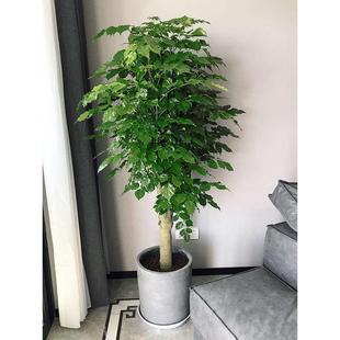 绿宝幸福树盆栽 大型绿植客厅花卉办公室内绿化植物 上海送货上门
