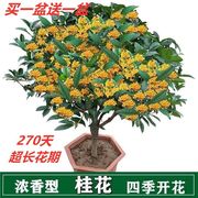 桂花树种子盆栽客厅庭院，浓香型盆景室，内外绿植花卉好养